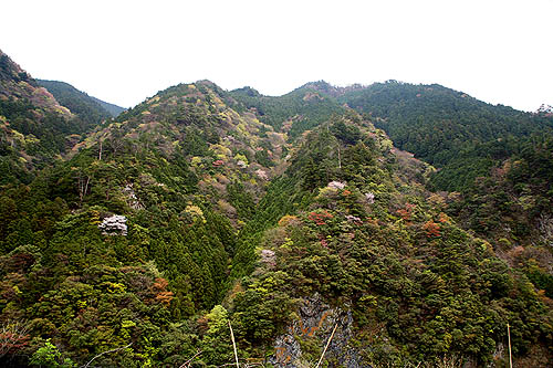 上北山村の山