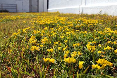 灯台の下の花畑